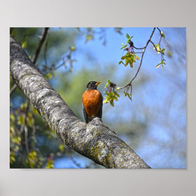 Poster Tordo Americano em uma Árvore de Bordo (Frente)