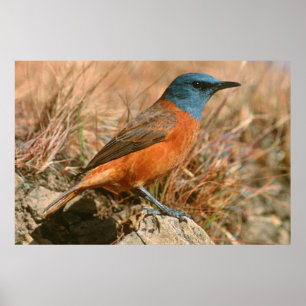 Póster Tordo-das-rochas-fêmea (Monticola Rupestris)