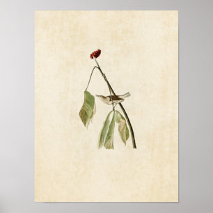 Póster Tordo de água da placa 19% pipe% Louisiana