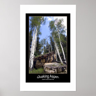 Póster Torre das árvores de Aspen Quaking sobre