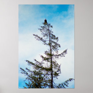 Póster Torre de monitoração