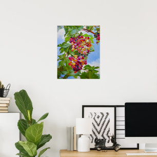 Poster Torrese Sunny - Uvas Coloridas Ainda Tintas De Vid