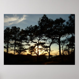 Poster Torrey Pine Sunset II, área da Califórnia