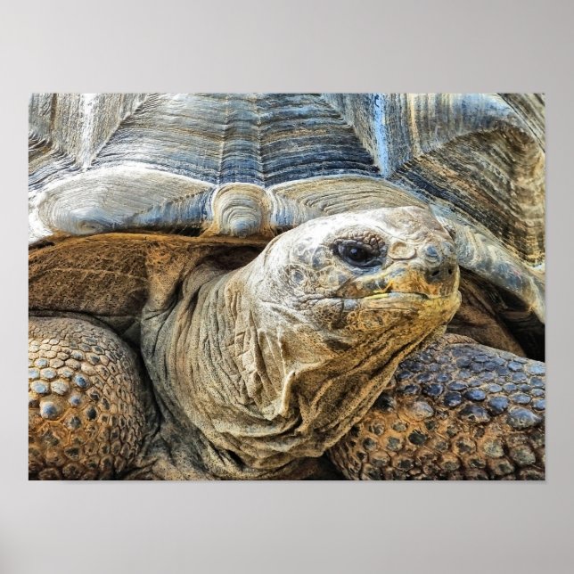 POSTER TORTOISE (Frente)
