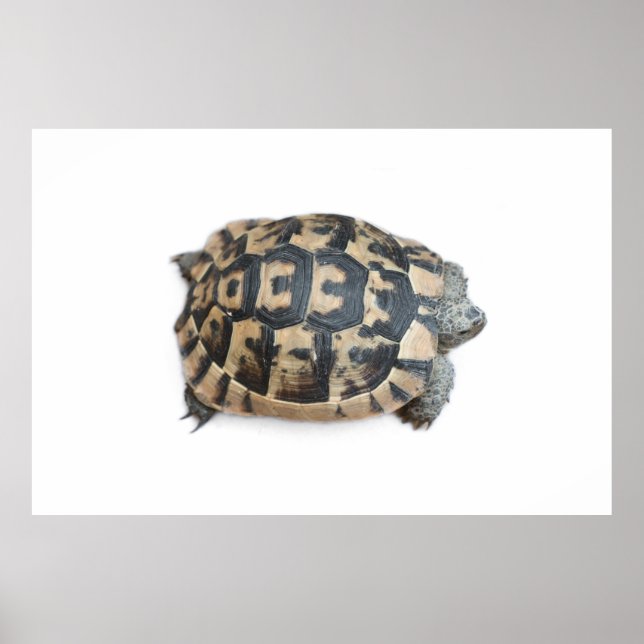Poster Tortoise (Frente)