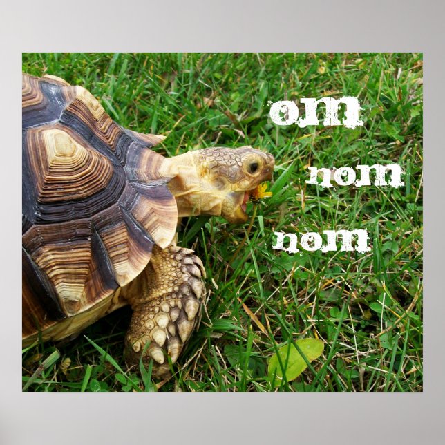 Póster Tortoise com fome - "Om nom nom" (Frente)