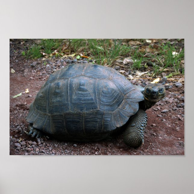 Póster Tortoise Gigante Galápagos (Frente)