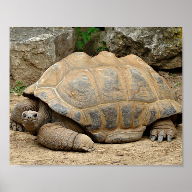 Poster Tortoise Sorridente (Frente)