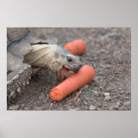 Tortoise Sulcata que come cenoura