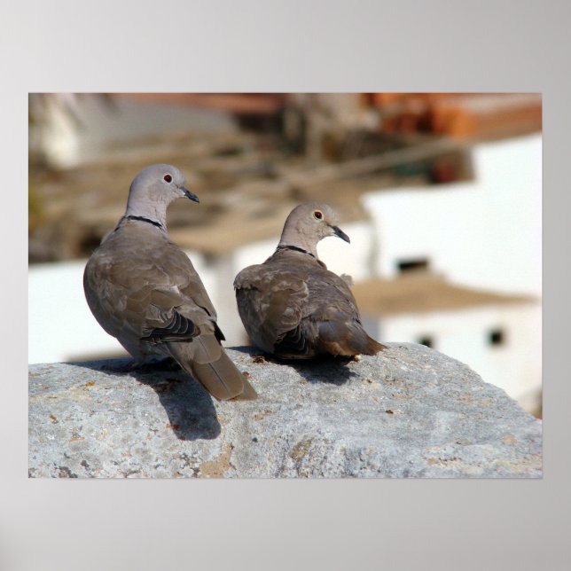 Póster Tórtolas en Betancuria. Fuerteventura. (Frente)