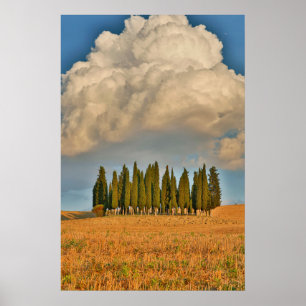 Poster Toscana Rural Árvores de Cipreste