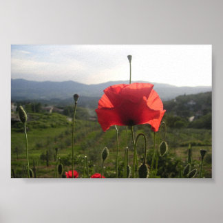 Poster Toscânia Poppy