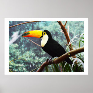Póster Toucan