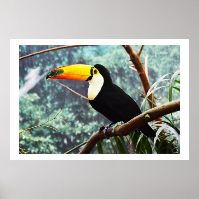 Póster Toucan (Frente)