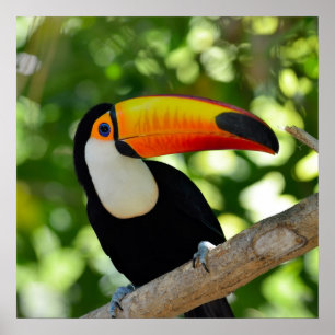 Póster Toucan