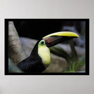 Póster Toucan