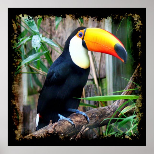 Poster Toucan 5A (Frente)