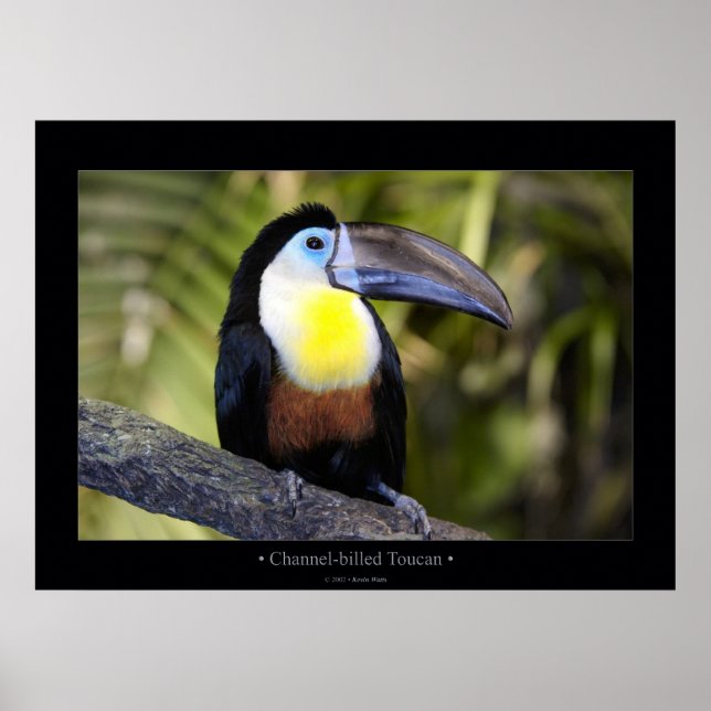 Póster Toucan de canal (Frente)