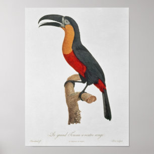 Póster Toucan: Excelente Vermelho-Inchado por Jacques