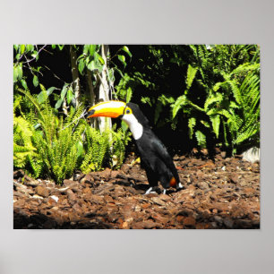 Póster Toucan na Espanha