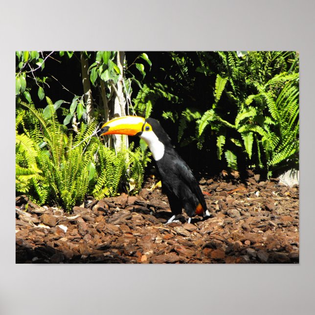 Póster Toucan na Espanha (Frente)
