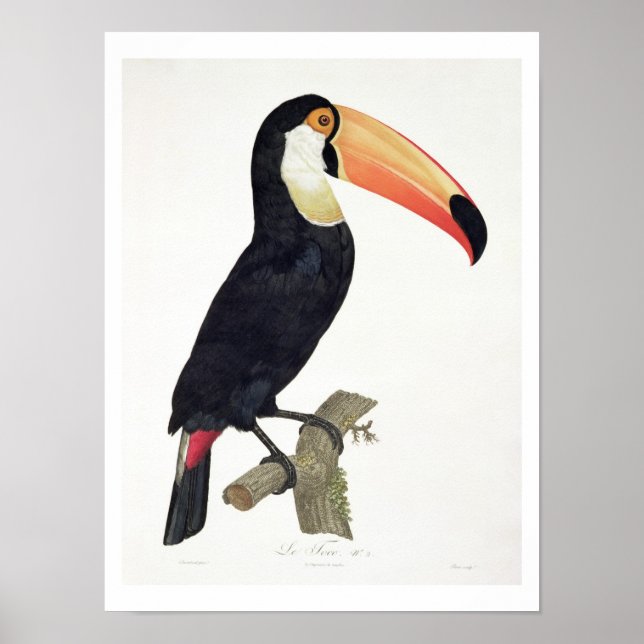 Poster Toucan No.2, de 'História das Aves de Paradis' (Frente)