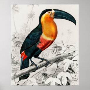 Poster Toucan Ramphastos Illustração Vintage Art Impressã