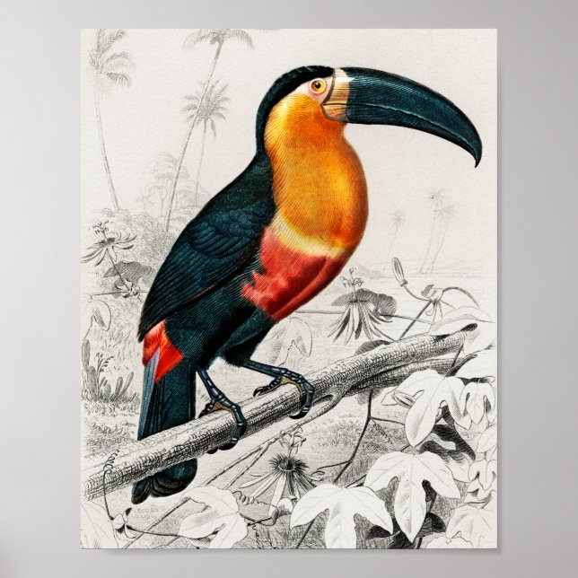 Poster Toucan Ramphastos Illustração Vintage Art Impressã (Frente)
