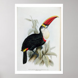 Póster Toucan Vermelho-Faturado, 'de uma monografia do