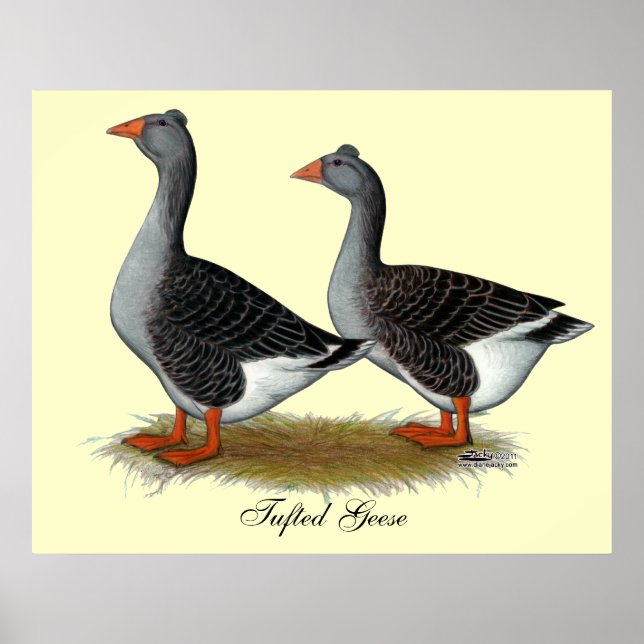 Póster Toulouse Geese Tufted (Frente)