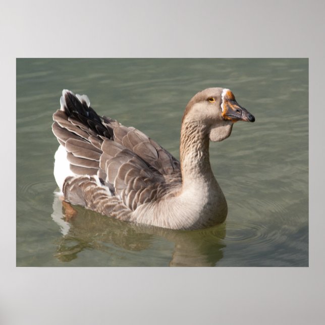 Poster Toulouse Goose (Frente)