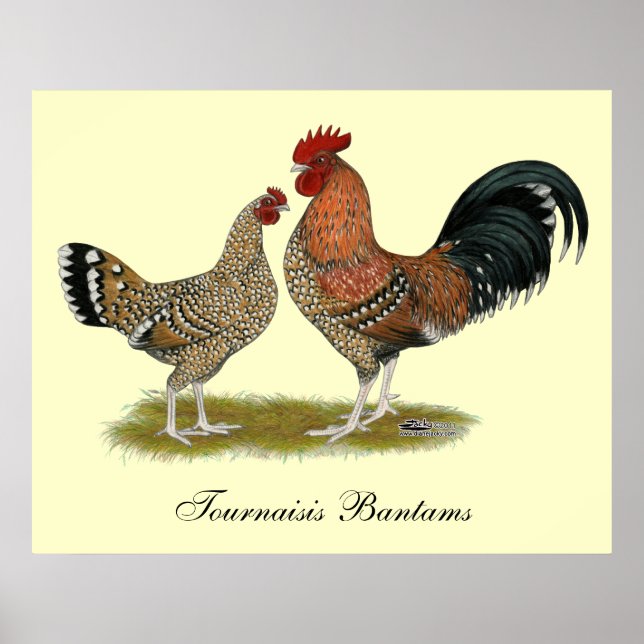 Póster Tournaisis Bantams (Frente)