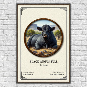 Poster Touro Angus Preto Série de Zoologia