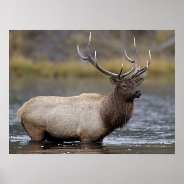 Poster Touro Elk Crossing | Parque Nacional Yellowstone (Frente)