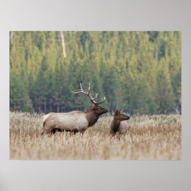 Poster Touro Elk em Meadow | Parque Nacional Yellowstone (Frente)