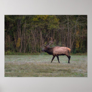 Poster Touro Elk Morning Walk