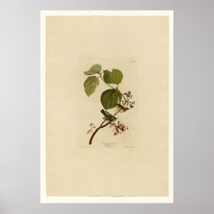 Poster Toutinegra do pântano do pinho