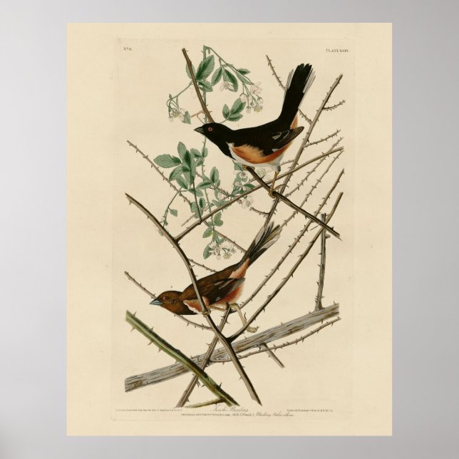 Poster Towee Bunting (Towee oriental) das Aves de Audubon (Frente)