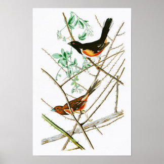 Póster Towhting Bunting John James Audubon Birds da Améri