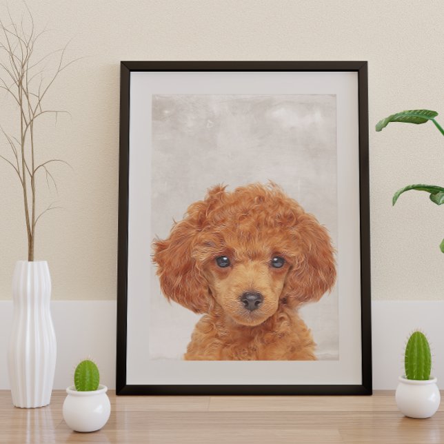 Póster Toy Poodle Poster (Criador carregado)