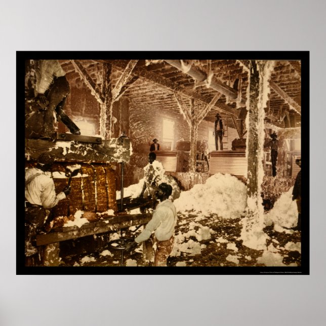 Poster Trabalhadores Dentro do algodão em Dahomey, MS 189 (Frente)