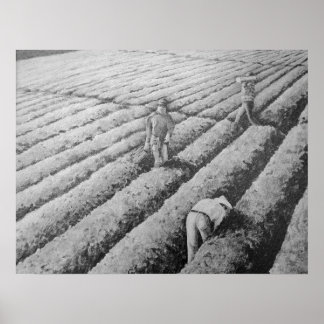 Póster Trabalhadores Migrantes Mexicanos em Watsonville