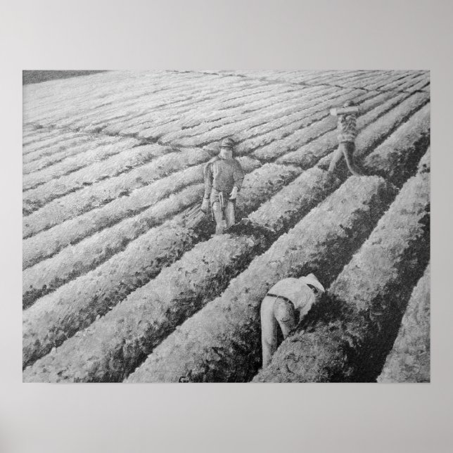 Póster Trabalhadores Migrantes Mexicanos em Watsonville (Frente)