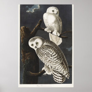 Poster Trabalho de arte da Audubon Snowy Owl