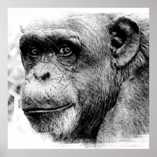 Poster Trabalho de arte de desenho digital do chimpanzé p