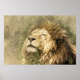Poster Trabalho de arte de Foto Selvagem Selvagem de Lion