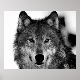 Póster Trabalho de arte de Lobo Cinza Preto e Branco