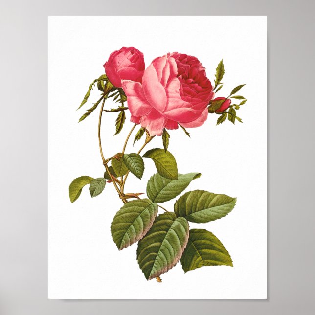 Póster trabalho de arte de rosa rosa rosa-rosa (Frente)