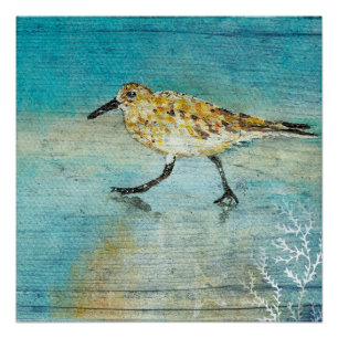 Póster Trabalho de arte de Sandpiper Beach Shorebird Weat