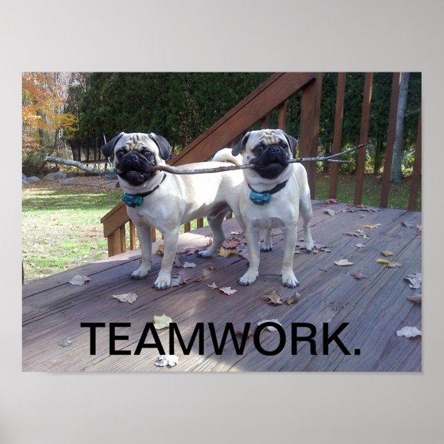 Póster Trabalho em equipe! Pugs trabalhando juntos! (Frente)